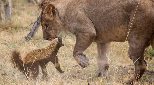 男子森林看到蜜獾冲向狮群，竟是因为“皮痒”要作死