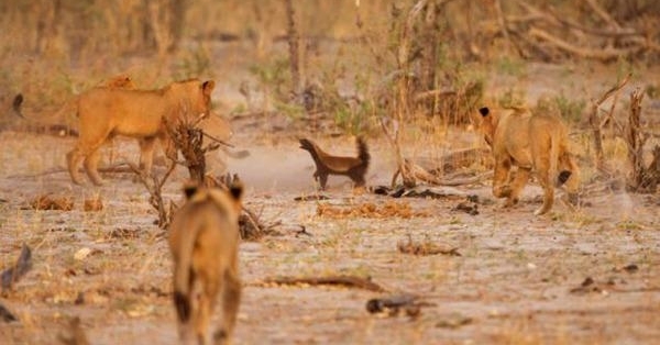 男子森林看到蜜獾冲向狮群，竟是因为“皮痒”要作死