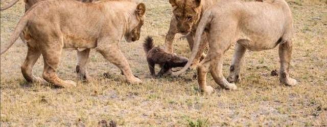 男子森林看到蜜獾冲向狮群，竟是因为“皮痒”要作死