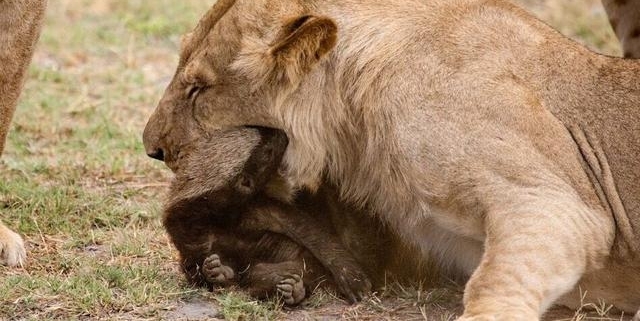 男子森林看到蜜獾冲向狮群，竟是因为“皮痒”要作死