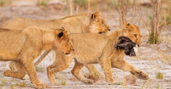 男子森林看到蜜獾冲向狮群，竟是因为“皮痒”要作死