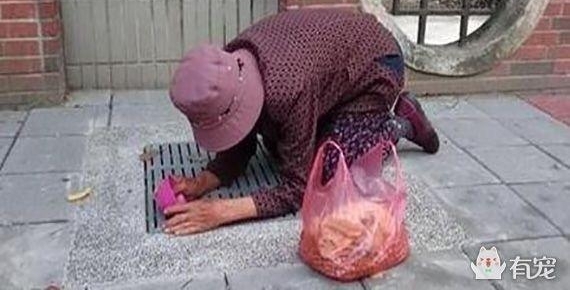 爱心奶奶趴在下水道井盖上喂流浪猫，超暖行为惹哭网友