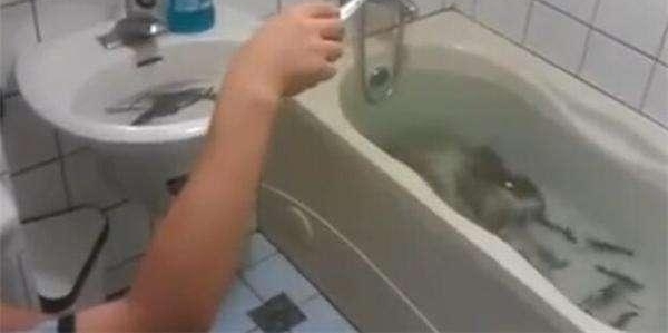 男子浴缸里养虾，不用外出想钓就钓！泡澡的话虾怎么办