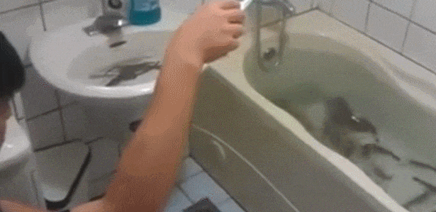 男子浴缸里养虾，不用外出想钓就钓！泡澡的话虾怎么办