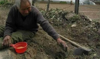 猪场关停背后带来的连锁反应，这群人成中国最能干的人