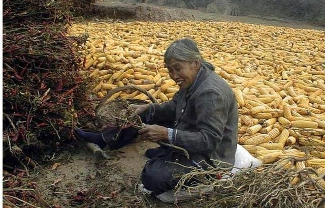 猪场关停背后带来的连锁反应，这群人成中国最能干的人