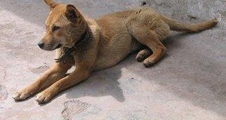 农村养的狗几乎都没有好下场？最后一个原因让人恼火