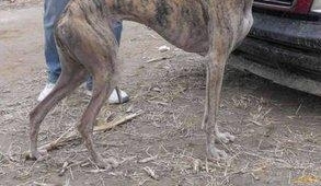 农村养的狗几乎都没有好下场？最后一个原因让人恼火