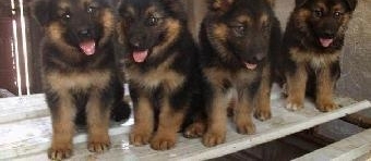 农村养的狗几乎都没有好下场？最后一个原因让人恼火