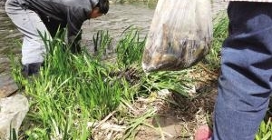 沈阳十万尾泥鳅鱼刚被放进河　路人纷纷捕捞要进锅