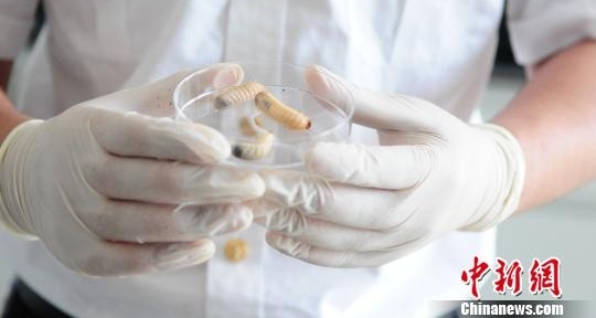 “冬虫夏草”邮包内钻出数千只幼虫 系世界性地下害虫