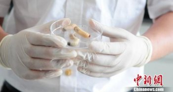 “冬虫夏草”邮包内钻出数千只幼虫 系世界性地下害虫