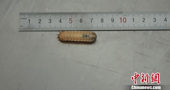 “冬虫夏草”邮包内钻出数千只幼虫 系世界性地下害虫
