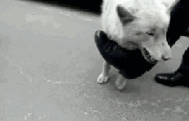 狗狗被主人故意锁楼顶，没吃没喝，被迫跳楼！