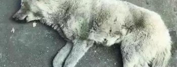 狗狗被主人故意锁楼顶，没吃没喝，被迫跳楼！