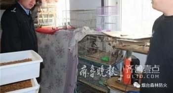 烟台一花鸟店非法卖麻雀 警方查获500余只