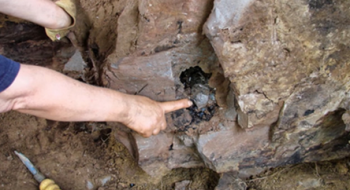 农村男子100万买下“荒废地”，随后却发现的宝贝，让人眼红！