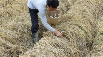 农村大叔地里种这个年收入几十万，带领全村人致富