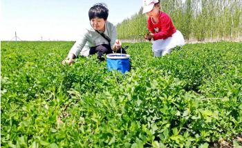 野菜成为百姓餐桌佳肴