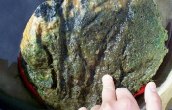 农村大叔挖出“太岁”，简直不可思议！