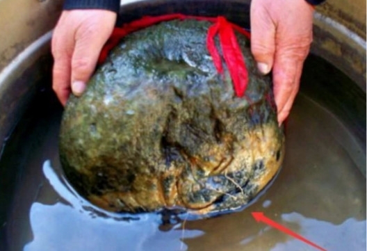 农村大叔挖出“太岁”，简直不可思议！