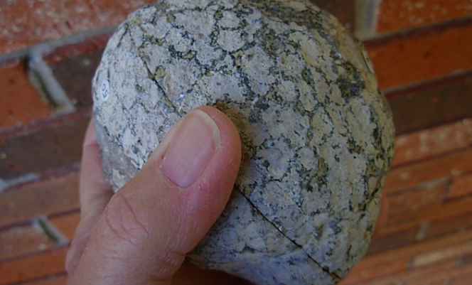 男子带回一个椰子壳，切开之后，乐坏了！