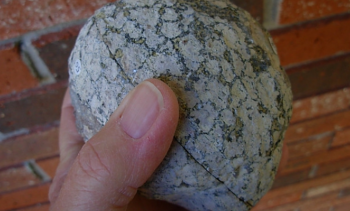 男子带回一个椰子壳，切开之后，乐坏了！