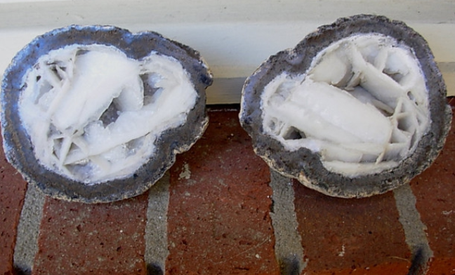 男子带回一个椰子壳，切开之后，乐坏了！