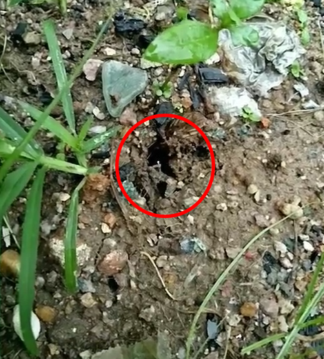 小伙在野地发现一个洞口，随便扒拉两下竟有如此收获！