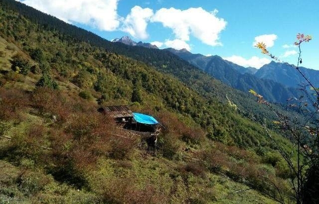 喜马拉雅宝藏被驴友发现，迅速成为富人餐桌上的珍品！