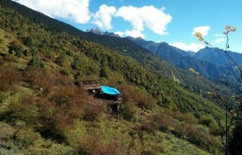 喜马拉雅宝藏被驴友发现，迅速成为富人餐桌上的珍品！