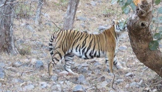 公花豹遭遇母老虎，只好使出祖传绝招！