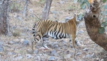 公花豹遭遇母老虎，只好使出祖传绝招！