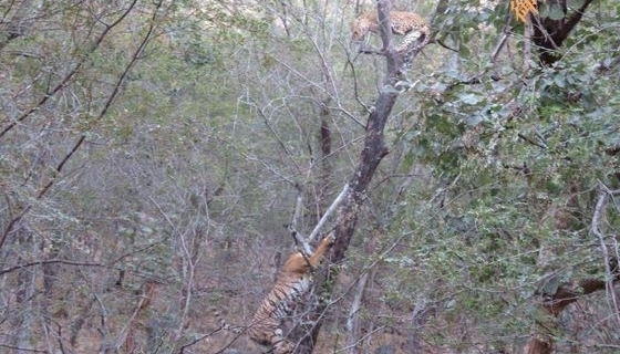 公花豹遭遇母老虎，只好使出祖传绝招！