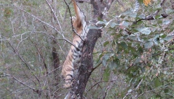 公花豹遭遇母老虎，只好使出祖传绝招！