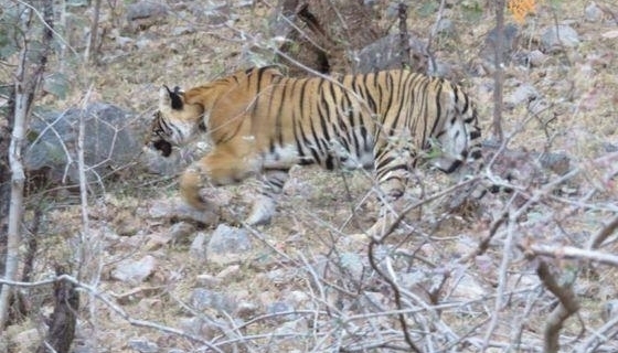公花豹遭遇母老虎，只好使出祖传绝招！