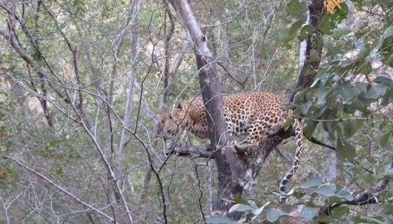 公花豹遭遇母老虎，只好使出祖传绝招！