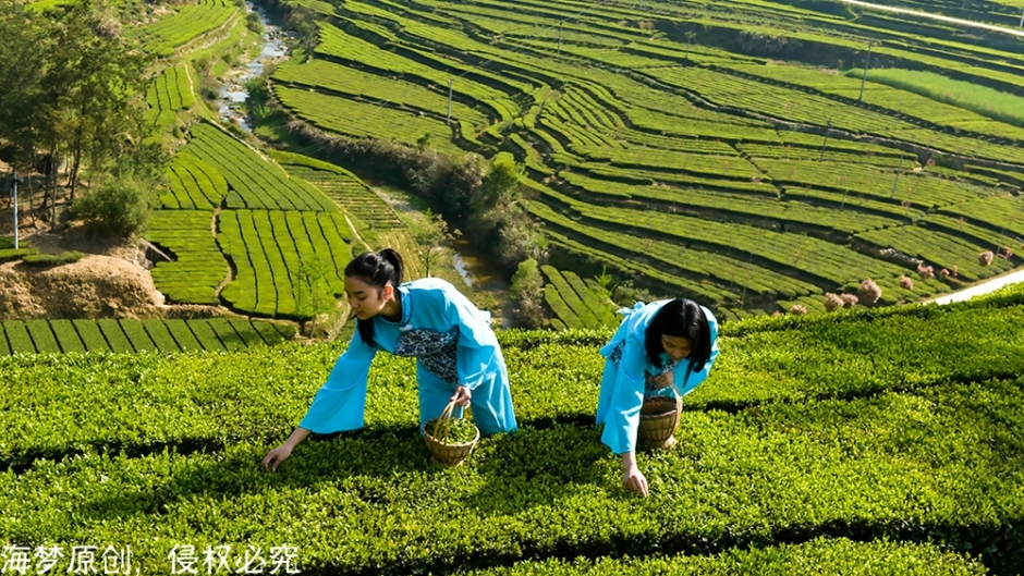 英山茶叶香，姑娘采茶忙