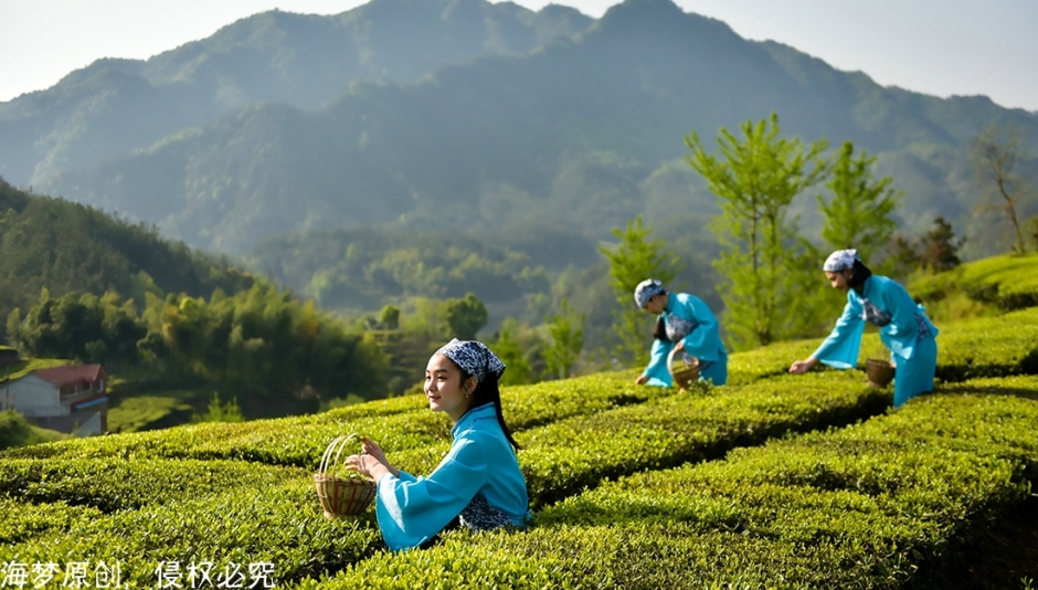 英山茶叶香，姑娘采茶忙
