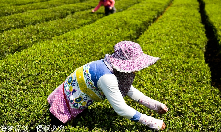 英山茶叶香，姑娘采茶忙