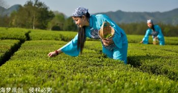 英山茶叶香，姑娘采茶忙