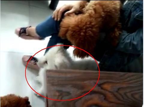 男子因狗闻了闻腿将狗主人捅死 家人不让自首