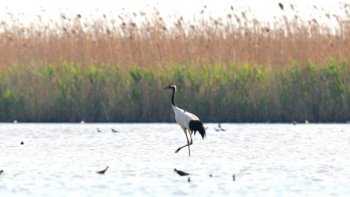 江苏盐城首次记录丹顶鹤成功自然繁殖