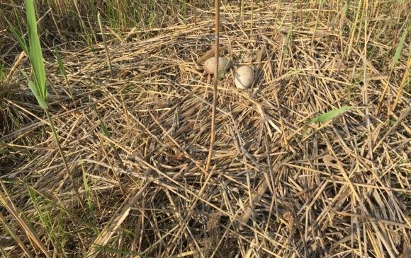 江苏盐城首次记录丹顶鹤成功自然繁殖