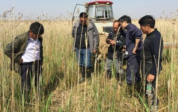 江苏盐城首次记录丹顶鹤成功自然繁殖