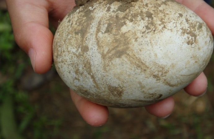 小孩野外捡到一个“鸡蛋”，放到鸡窝孵化长大发现越来越不对劲！