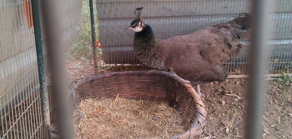 小孩野外捡到一个“鸡蛋”，放到鸡窝孵化长大发现越来越不对劲！