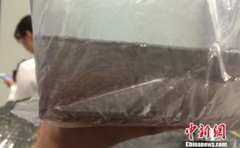 旅客涉嫌走私数万尾欧洲鳗鲡苗 系濒危物种价值逾百万