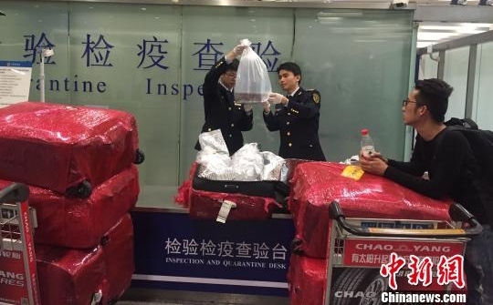 旅客涉嫌走私数万尾欧洲鳗鲡苗 系濒危物种价值逾百万