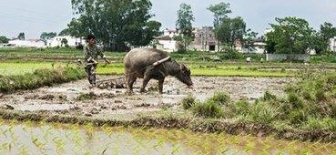 这些顺口溜，目前在农村很流行，是不是很现实呢？